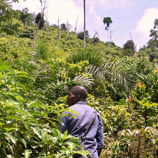 farmer in cocoa field